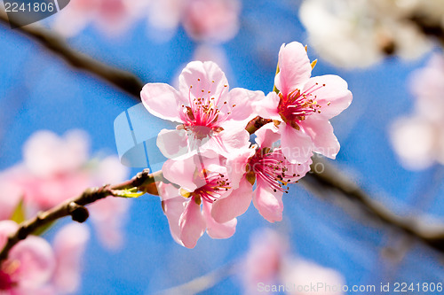 Image of cherry blossom and blue sky in spring 