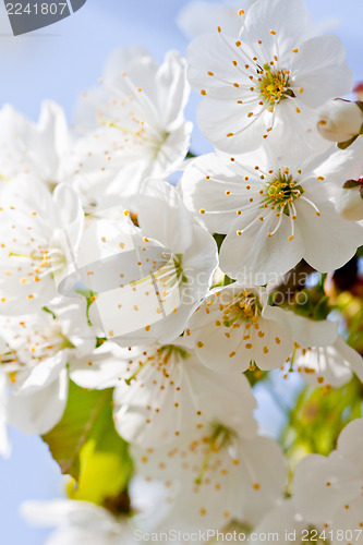 Image of beautiful white blossom in spring outdoor 