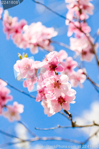 Image of cherry blossom and blue sky in spring 