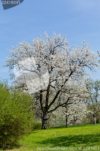 Image of blooming trees in garden in spring