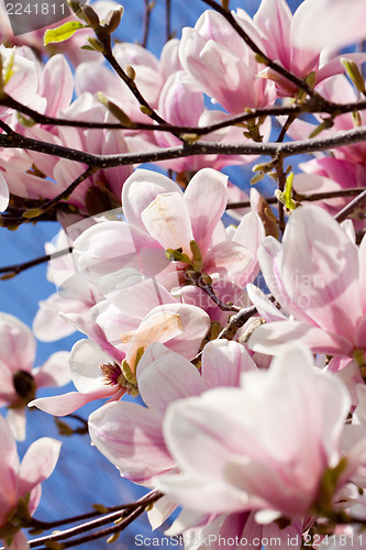 Image of pink magnolia tree flower outdoor in spring