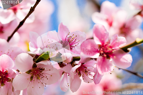 Image of cherry blossom and blue sky in spring 