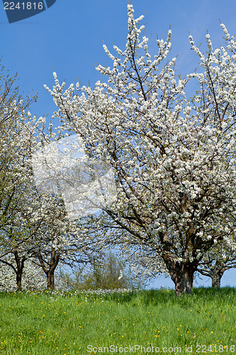 Image of blooming trees in garden in spring