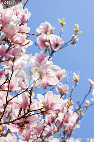 Image of pink magnolia tree flower outdoor in spring