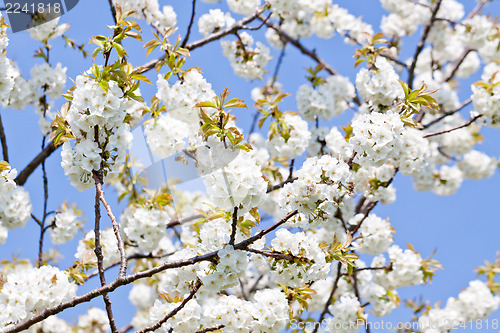 Image of beautiful white blossom in spring outdoor 