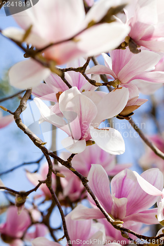 Image of pink magnolia tree flower outdoor in spring