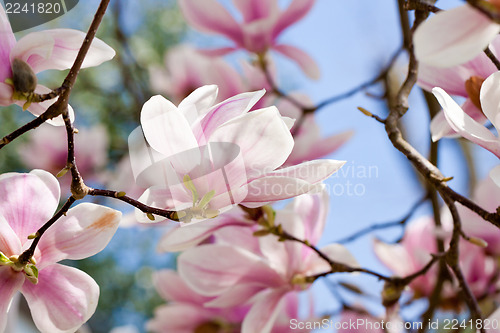 Image of pink magnolia tree flower outdoor in spring