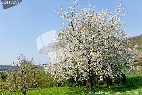 Image of blooming trees in garden in spring