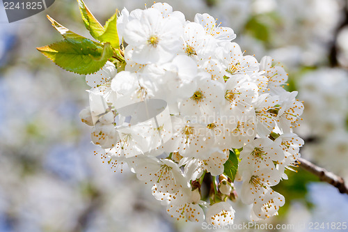 Image of beautiful white blossom in spring outdoor 
