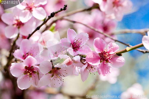 Image of cherry blossom and blue sky in spring 