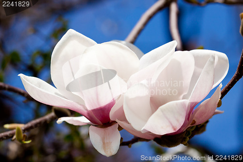 Image of pink magnolia tree flower outdoor in spring