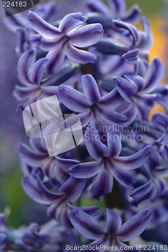 Image of blue hyacinth