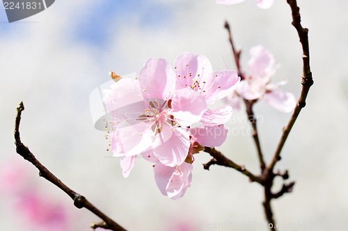 Image of cherry blossom and blue sky in spring 