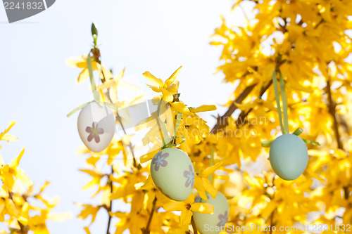 Image of easter egg and forsythia tree in spring outdoor