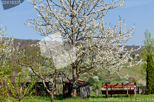 Image of blooming trees in garden in spring