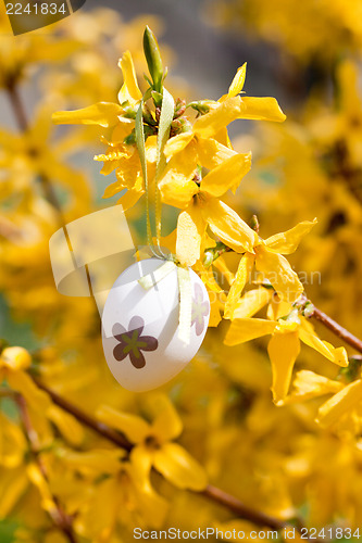 Image of easter egg and forsythia tree in spring outdoor
