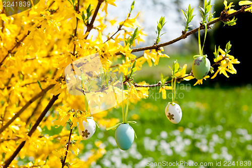 Image of easte egg and forsythia tree in spring outdoor