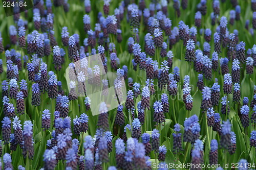 Image of  blue hyacinth