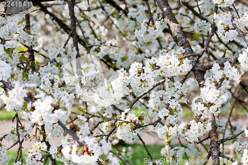 Image of beautiful white blossom in spring outdoor 