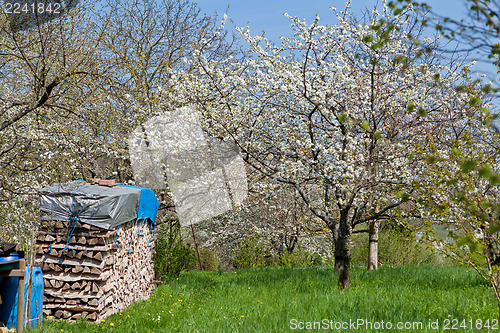 Image of blooming trees in garden in spring