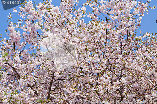 Image of pink magnolia tree flower outdoor in spring