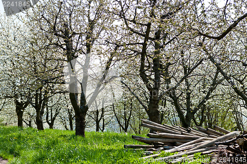 Image of blooming trees in garden in spring