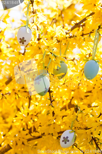 Image of easter egg and forsythia tree in spring outdoor