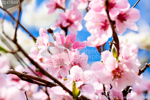 Image of cherry blossom and blue sky in spring 