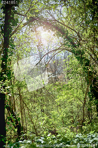 Image of green forest and sunlight in summer