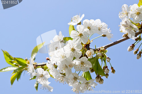 Image of beautiful white blossom in spring outdoor 