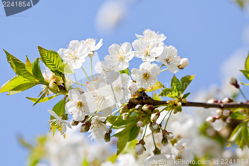 Image of beautiful white blossom in spring outdoor 