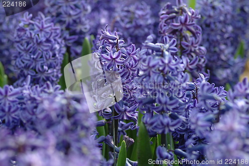 Image of  blue hyacinth