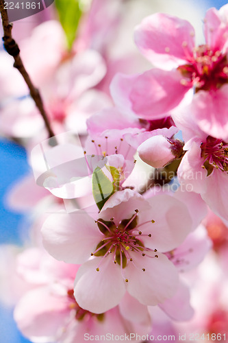 Image of cherry blossom and blue sky in spring 