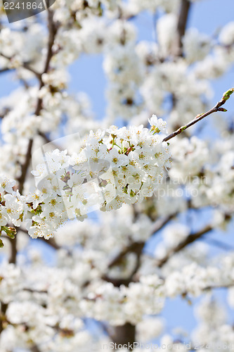 Image of beautiful white blossom in spring outdoor 