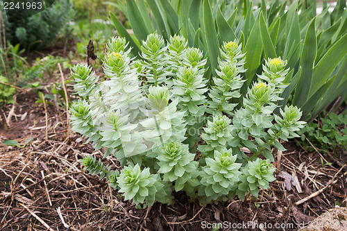 Image of Golden Root in the flowerbed