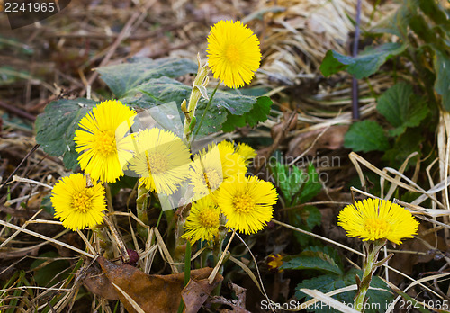 Image of A few yellow flowers Coltsfoot