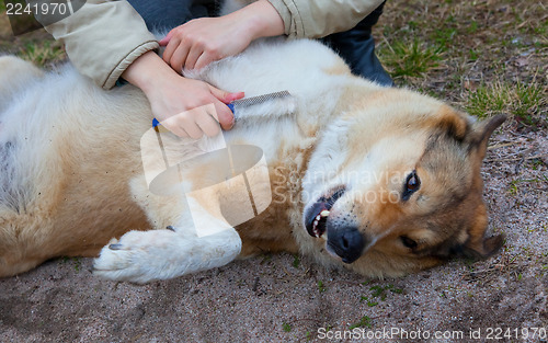 Image of dog maintenance