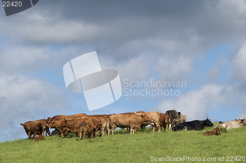 Image of Cattle