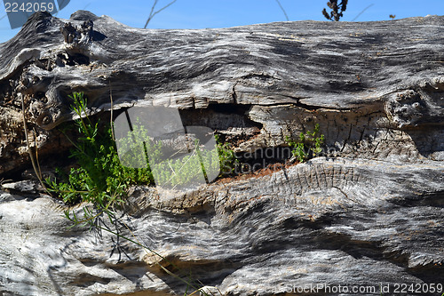 Image of New life in old tree trunk.