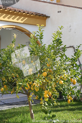 Image of Lemon tree in garden