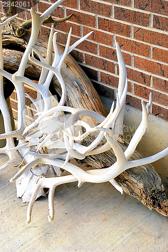 Image of Elk horns.