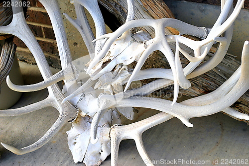 Image of Elk horns.