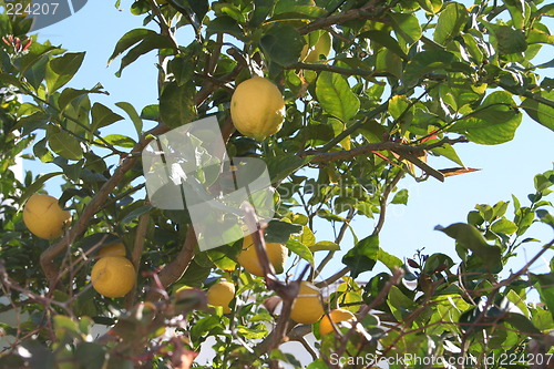 Image of Lemon tree in Spain