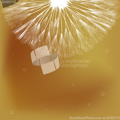 Image of Dandelion and bubbles