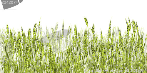 Image of Green wheat