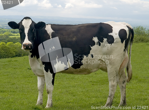 Image of Cow