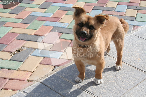 Image of Dog on walk in Spain