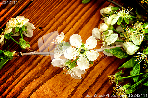 Image of Cherry-Blossom