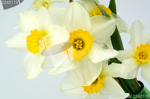 Image of Daffodils