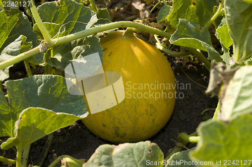 Image of muskmelon